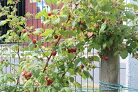 Unsere Himbeeren in unserem Obstgarten