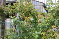 Unsere Himbeeren in unserem Obstgarten